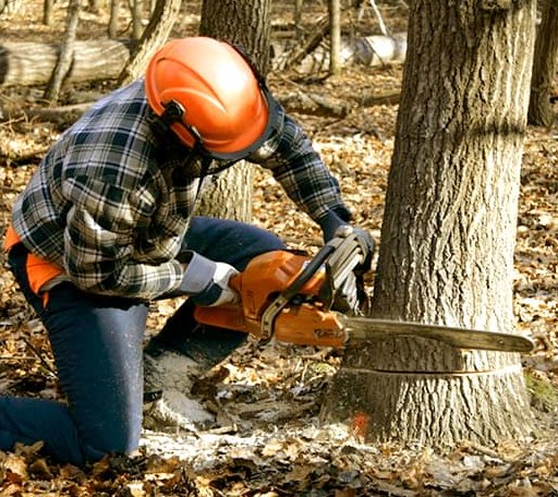 Tree Removal in Couderay, WI